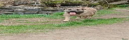 Mixed Breed dogs for sale: 2 loving young active dogs brother and sister  - Advert 6