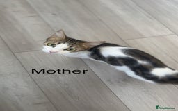 Mixed Breed cats for sale: Selling 3 beautiful kittens which are 7 weeks old  - Image 10