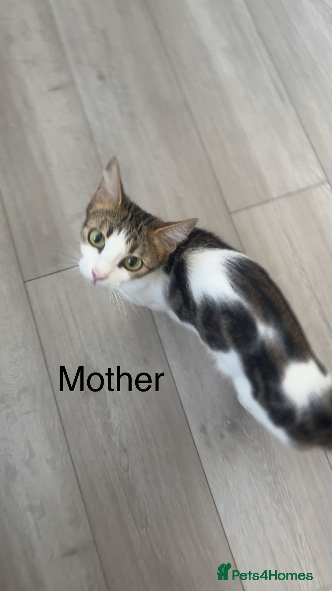 Mixed Breed cats for sale: Selling 3 beautiful kittens which are 7 weeks old  - Image 10