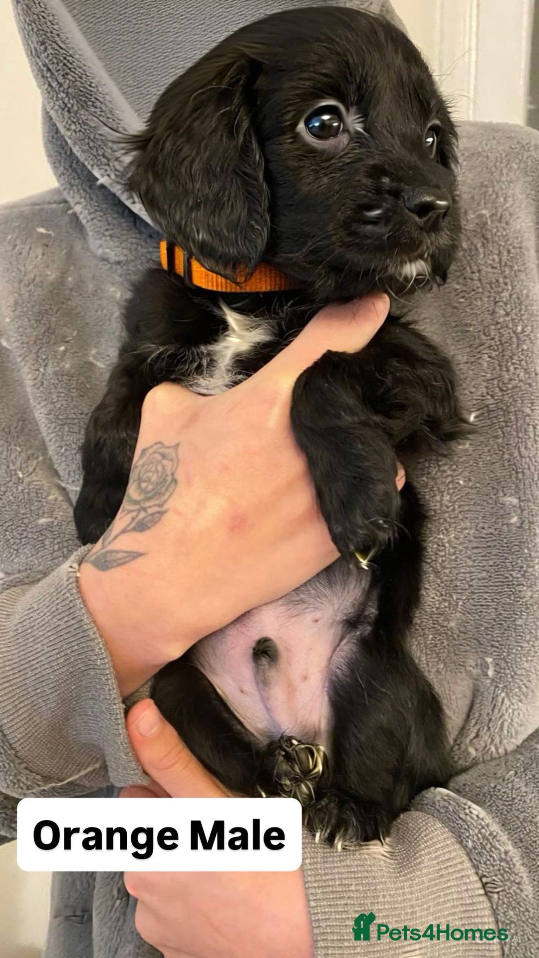 Sprocker dogs for sale: Sproker Spaniels For Sale - Advert 3