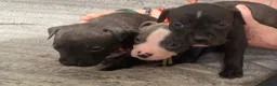 Mixed Breed dogs for sale: Staffie Mix litter of 10 - Advert 4