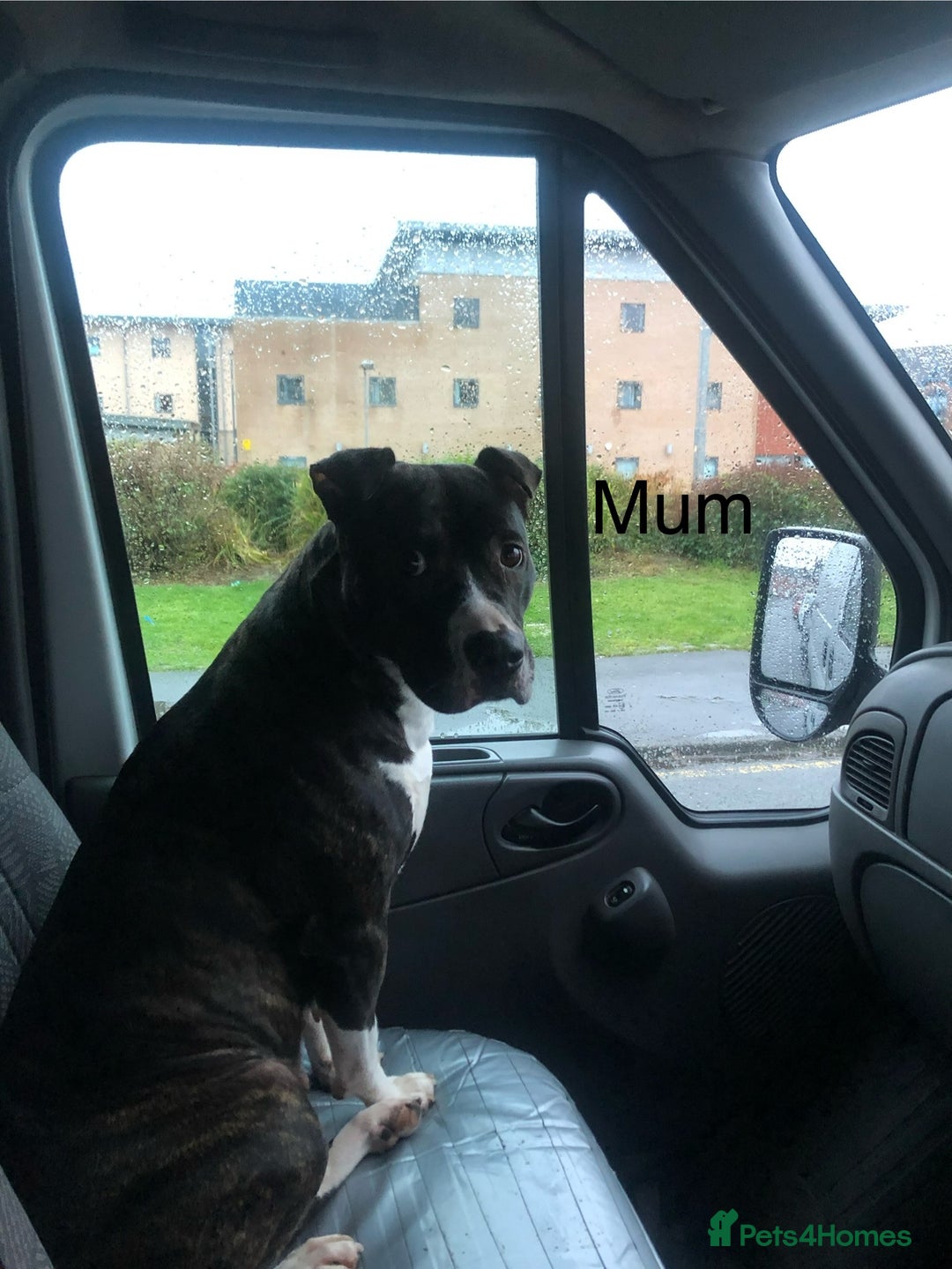 Mixed Breed dogs for sale: American bulldog staffy 🏡 - Image 10