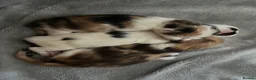 Mixed Breed cats for sale: x3 kittens  in Bridgwater - Advert 7
