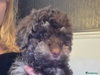 Doxiepoo dogs Beautiful toy poodle phantom rare colour 3/4 pups - Advert 15