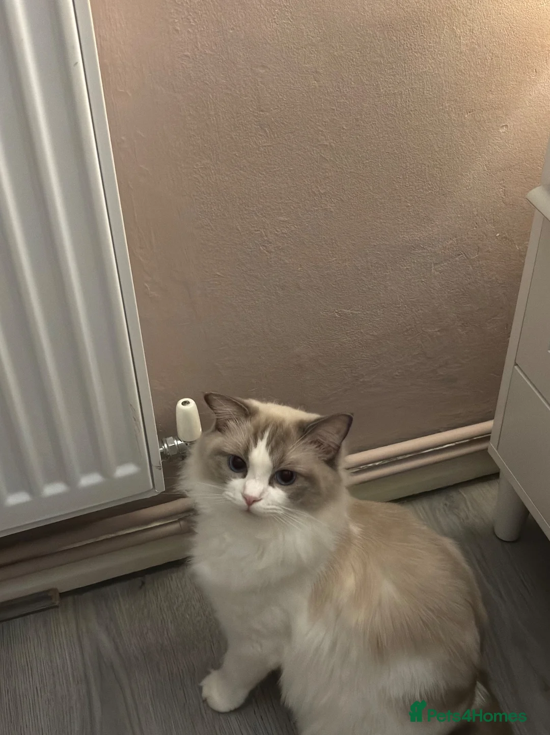 Ragdoll cats for sale: GCCF Active Registered Ragdoll Cat - Advert 2