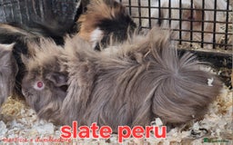 Guinea Pig rodents for sale: Female guinea pig babies in Saltburn-by-the-Sea - Image 6