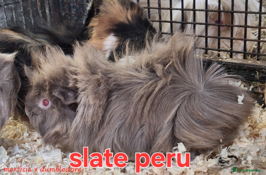 Guinea Pig rodents for sale: Female guinea pig babies in Saltburn-by-the-Sea - Image 6