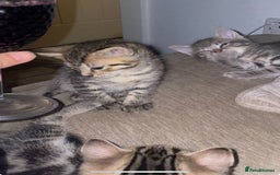 Mixed Breed cats for sale: Mixed breed ragdoll & tabby kittens - Image 10