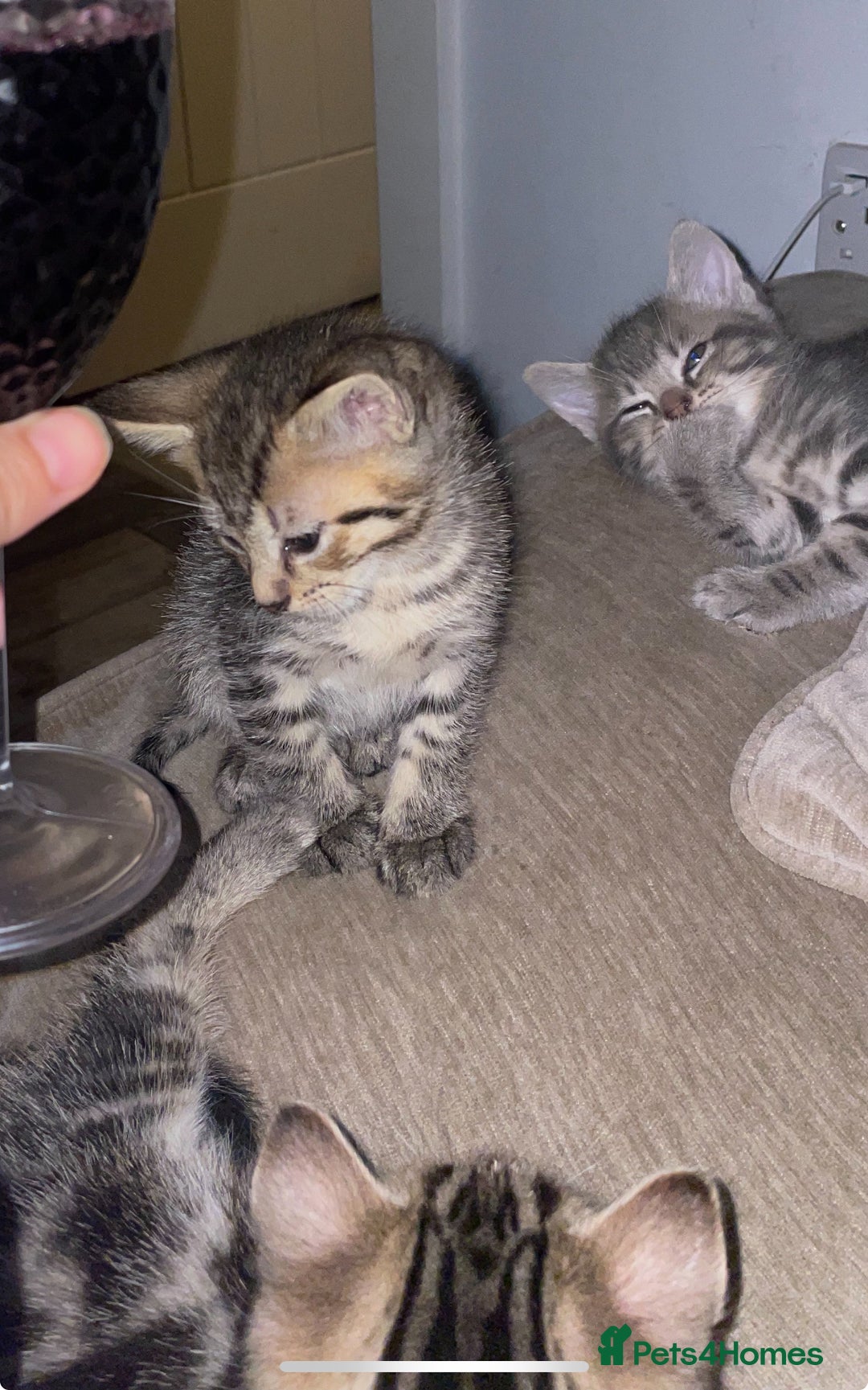 Mixed Breed cats for sale: Mixed breed ragdoll & tabby kittens - Image 10