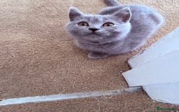 British Shorthair cats for sale: British shorthair kittens London(1 girl only) - Image 5