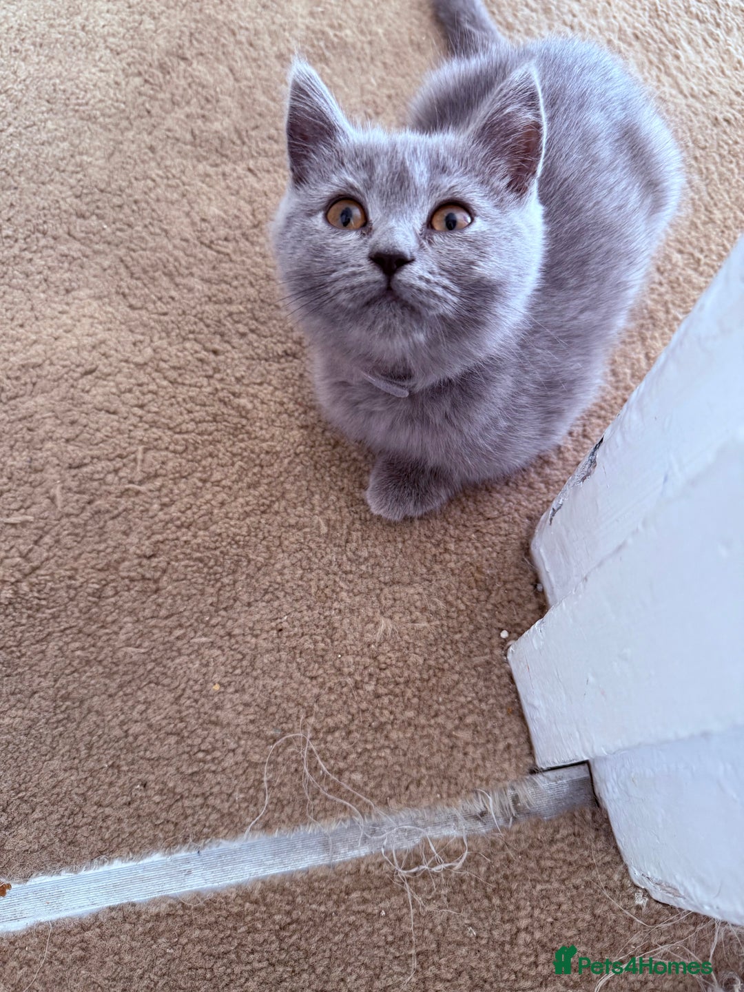British Shorthair cats for sale: British shorthair kittens London(1 girl only) - Image 5