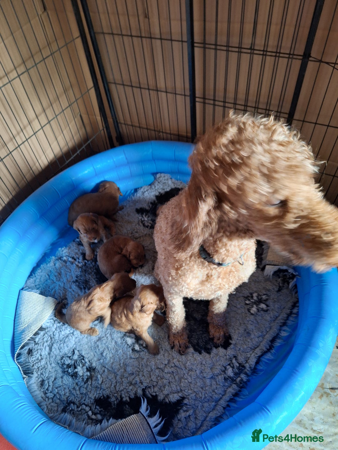 Cockapoo dogs for sale: Cockerpoo Puppies – Standard Size Red Boys Only - Image 3