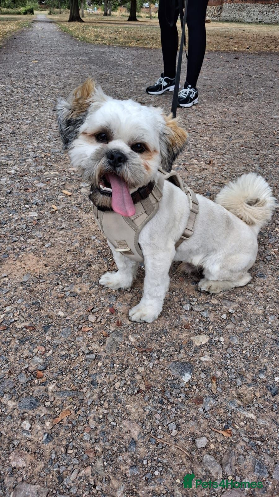 Lhasa Apso dogs Beautiful Percy looking for his forever family  - Advert 5