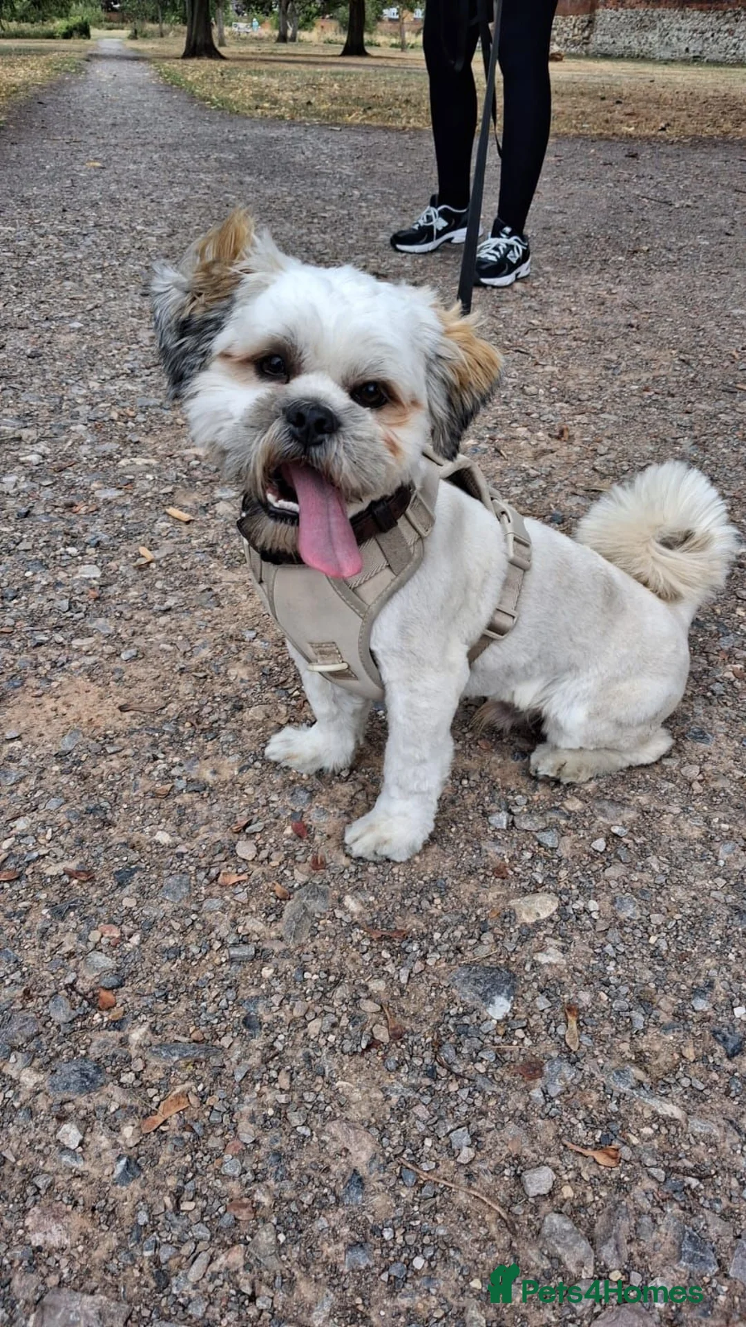 Lhasa Apso dogs for sale: Beautiful Percy looking for his forever family  in Waltham Abbey - Advert 1