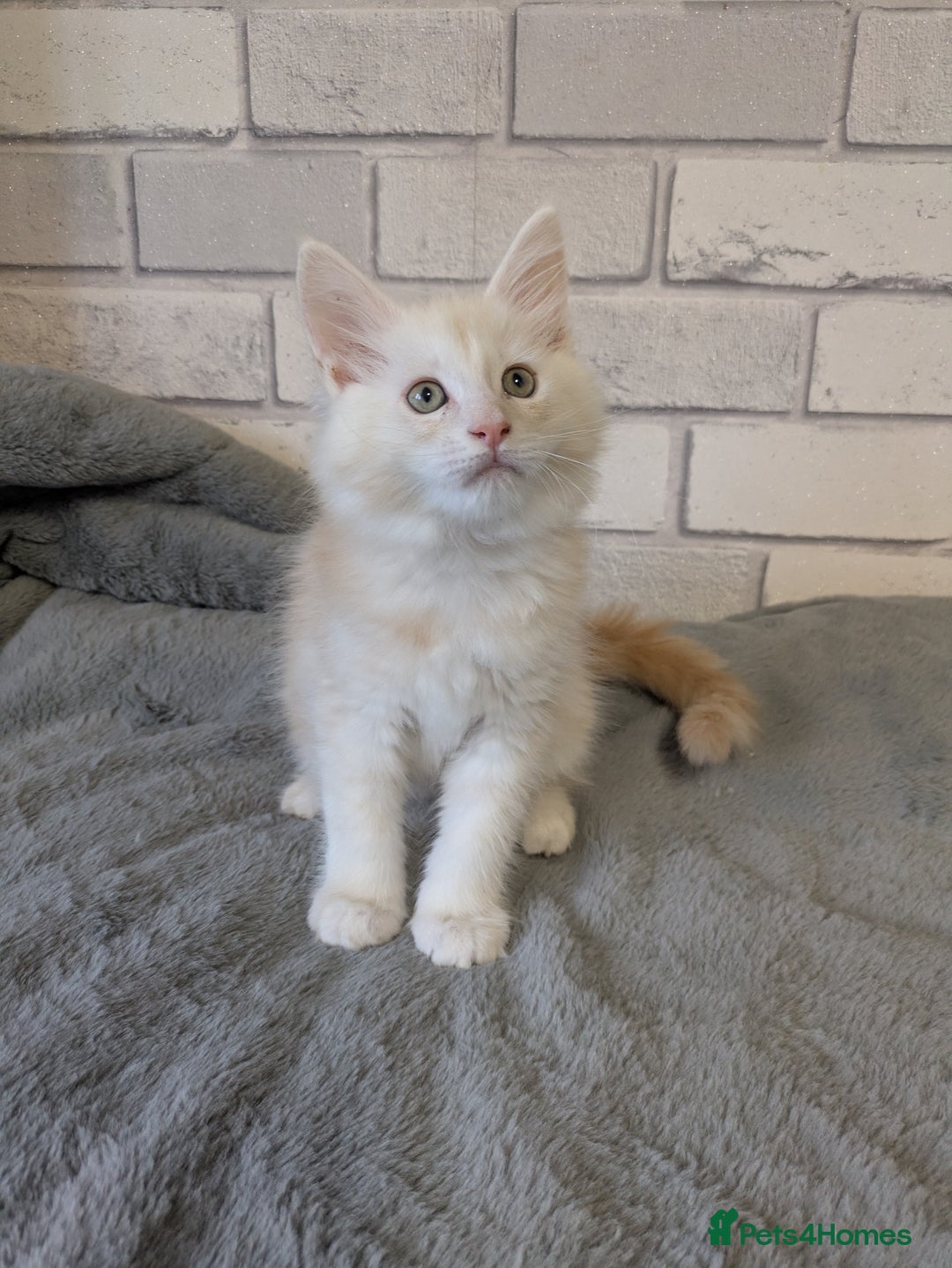 Maine Coon cats for sale: Full pedigree Maine coon kittens - Advert 15