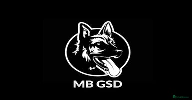 German Shepherd dogs - Advert 1