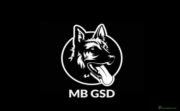 German Shepherd dogs - Advert 9