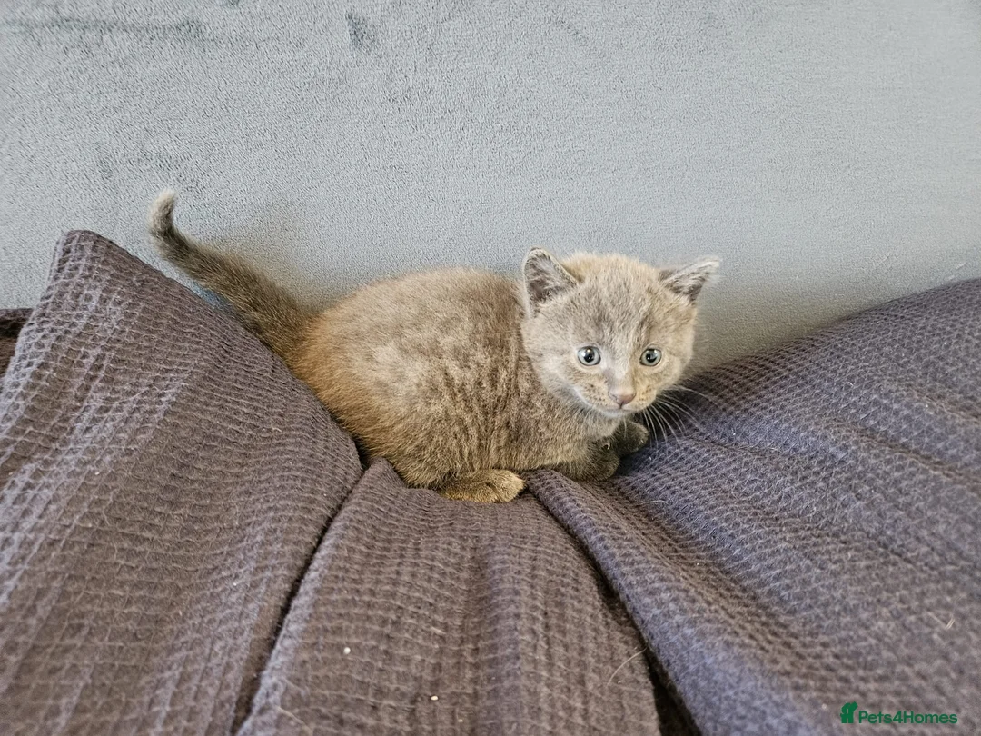 Russian Blue cats for sale: Pure Bred Russian Blue Kittens - Advert 16