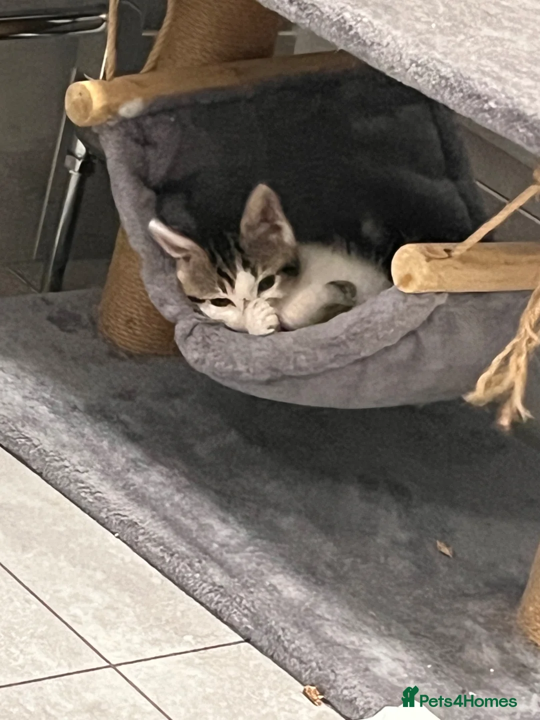 Domestic Shorthair cats for sale: Gorgeous Domestic Short Hair Girl For Sale - Advert 2