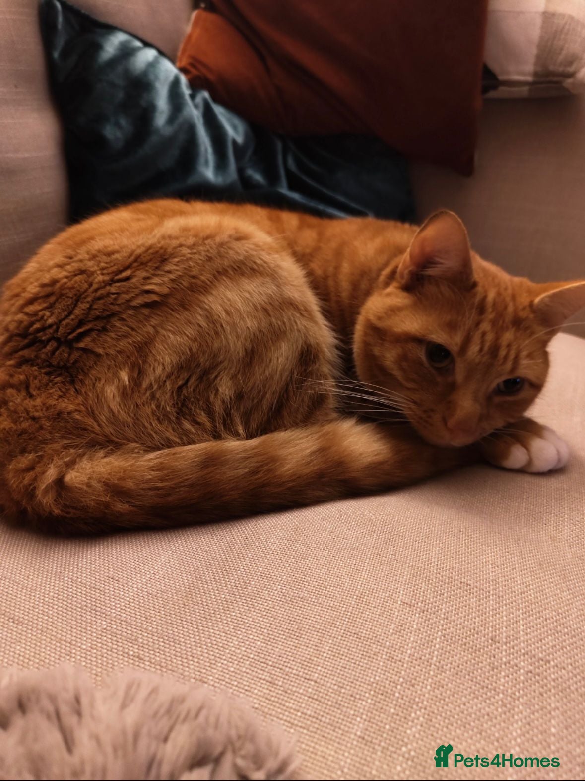 Mixed Breed cats Pumkin in Chester - Advert 7