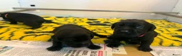 Labrador Retriever dogs for sale: KC REGISTERED WORKING LINE BLACK LABRADOR PUPPIES  - Advert 12