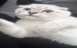 Scottish Fold cats for sale: Scottish fold mix British short hair male kitten  - Image 5