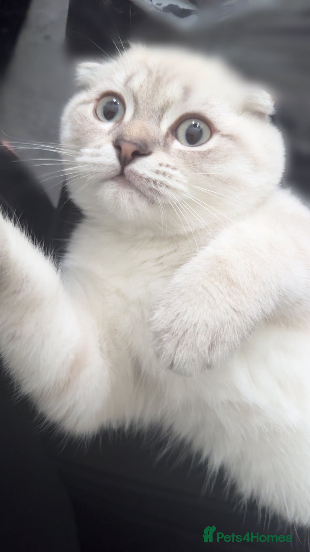 Scottish Fold cats for sale: Scottish fold mix British short hair male kitten  - Image 5