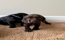 Cocker Spaniel dogs for sale: Stunning cocker spaniel puppies  - Image 6