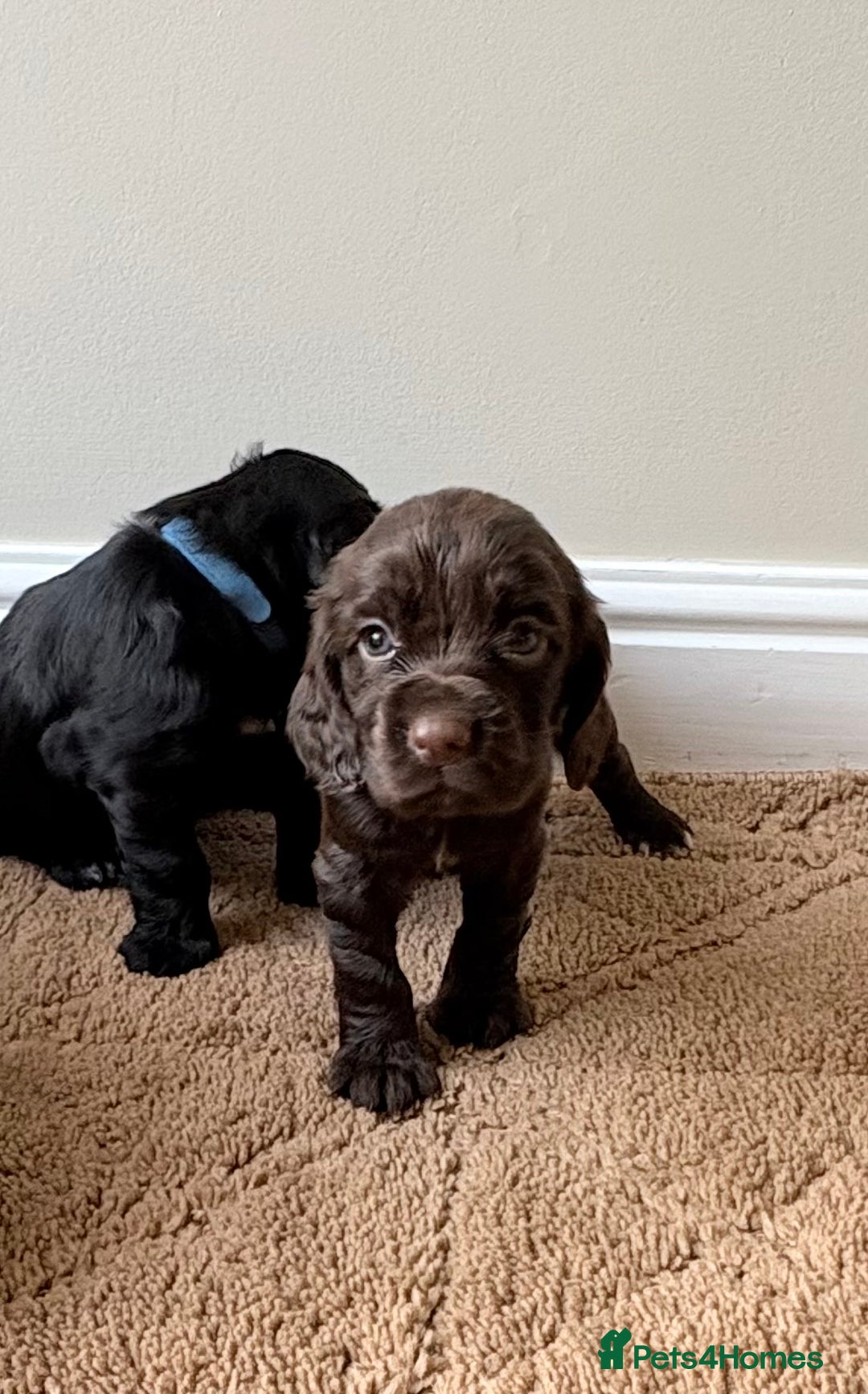 Cocker Spaniel dogs for sale: Stunning cocker spaniel puppies  - Image 6
