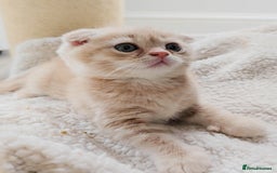 Scottish Fold cats for sale: Adorable Kittens Ready For New Home - Image 6