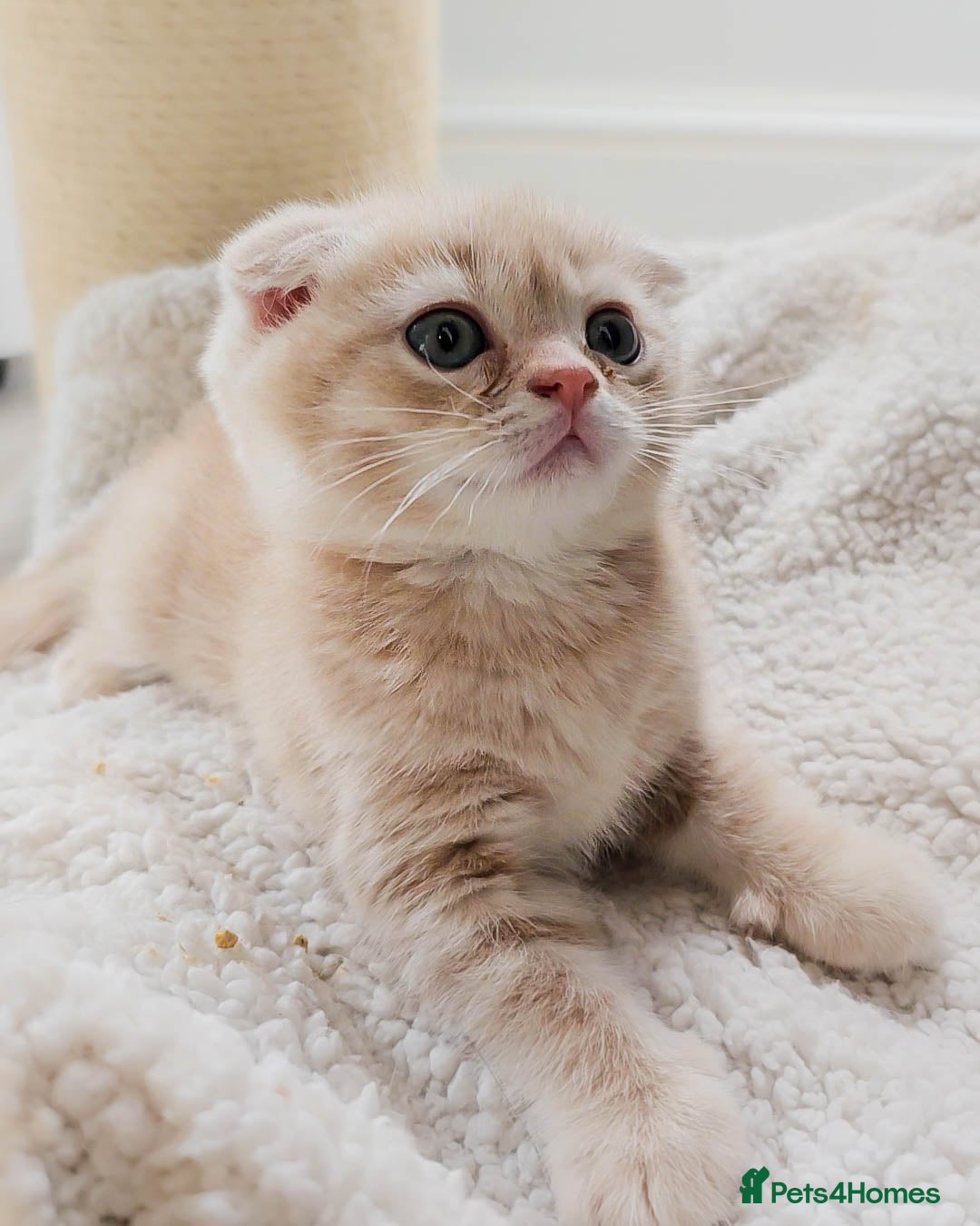 Scottish Fold cats for sale: Adorable Kittens Ready For New Home - Image 6