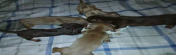 Dachshund dogs for sale: Lovley colourful litter. - Advert 7