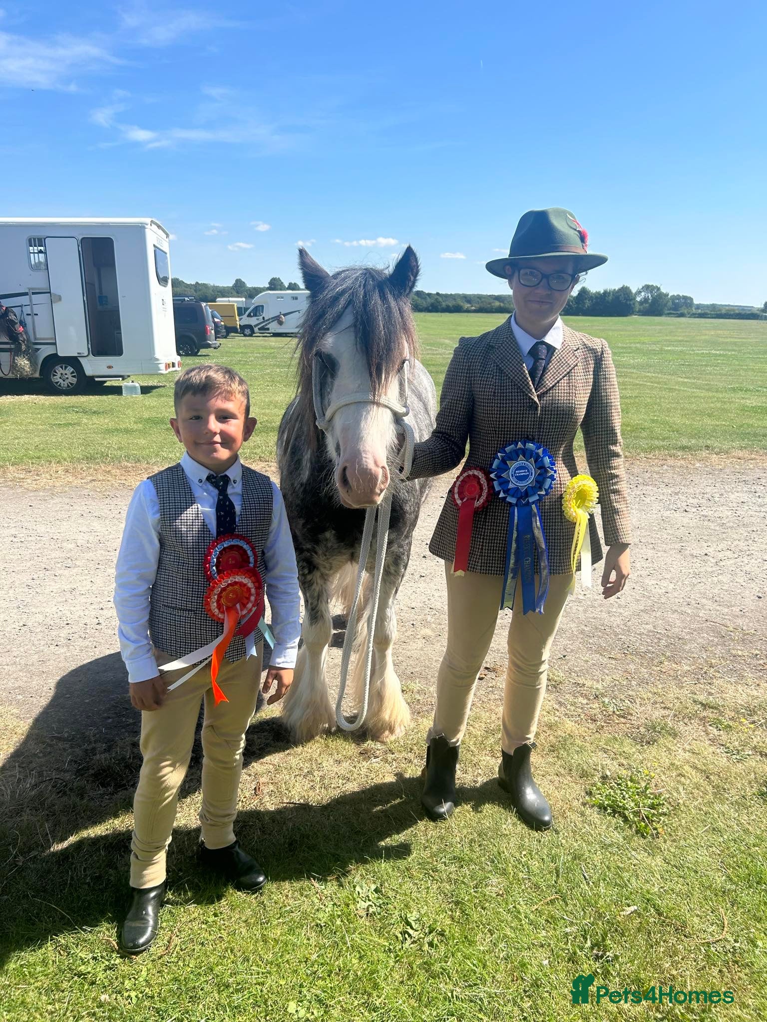 Irish Cob horses for sale: Norman  - Advert 25