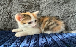 Mixed Breed cats for sale: Adorable Kittens Ready for Their Forever Homes!  - Image 9