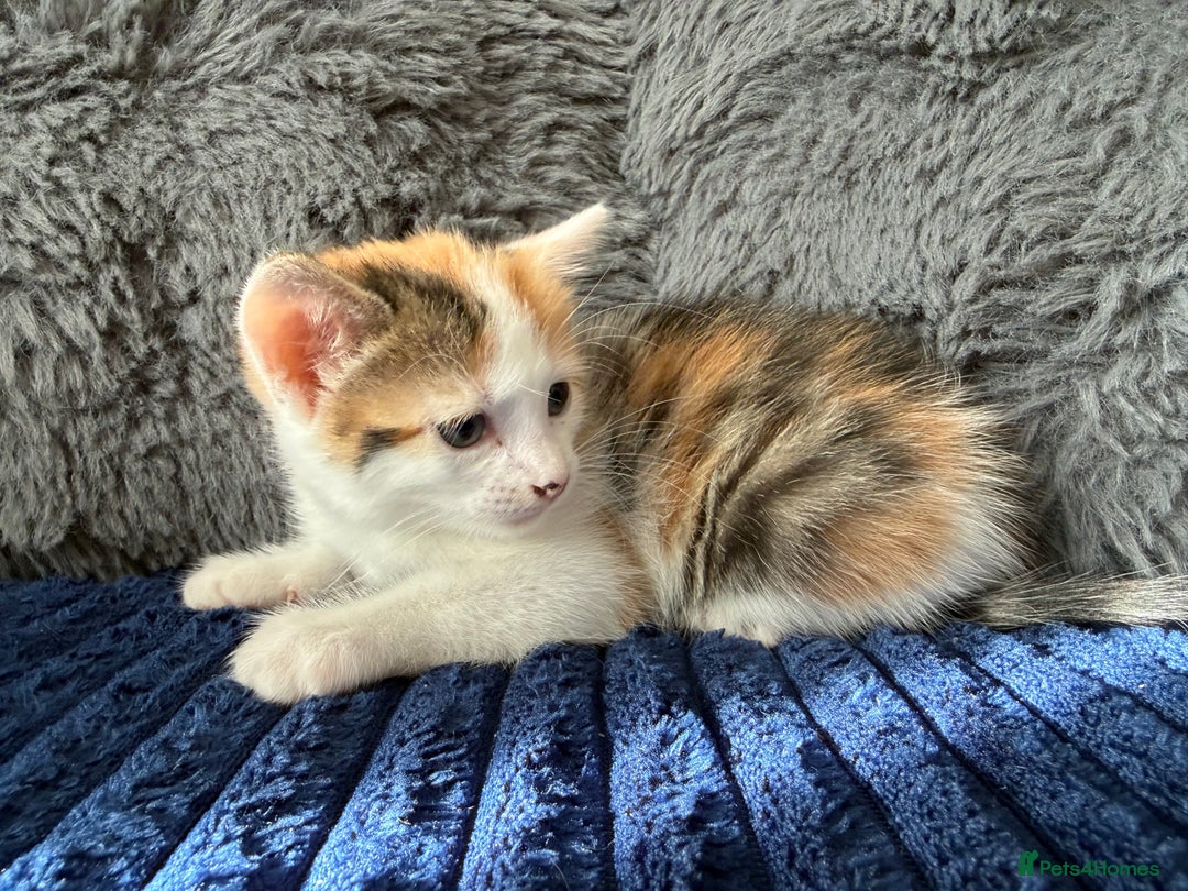 Mixed Breed cats for sale: Adorable Kittens Ready for Their Forever Homes!  - Image 9