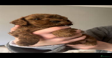Cockapoo dogs - Advert 1