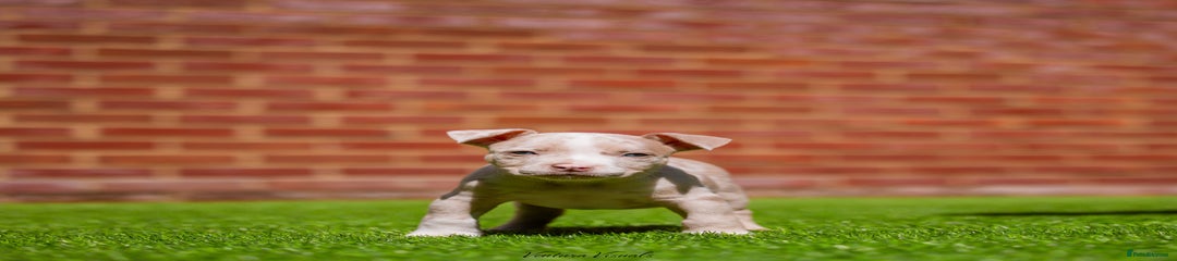 American Bully Puppy 5