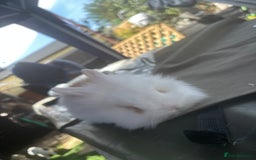 Rex rabbits for sale: Two white ginger lion head boys  - Image 1
