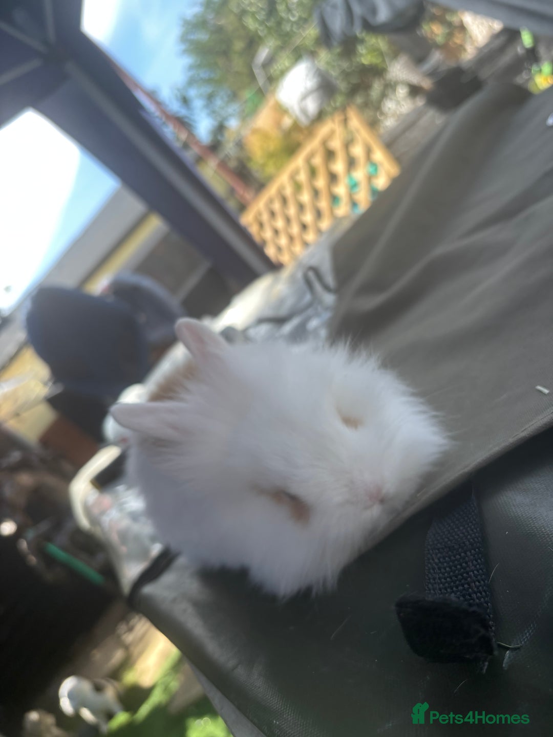 Rex rabbits for sale: Two white ginger lion head boys  - Image 1