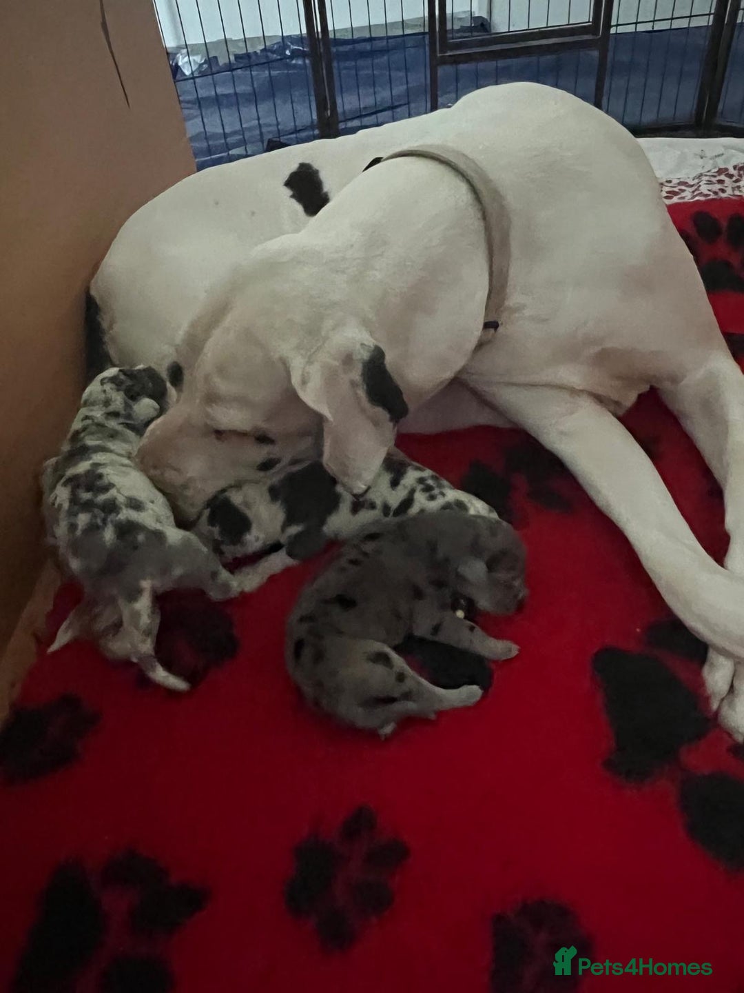 Great Dane dogs for sale: Purebred Great Dane Puppies – European Bloodline  - Image 5