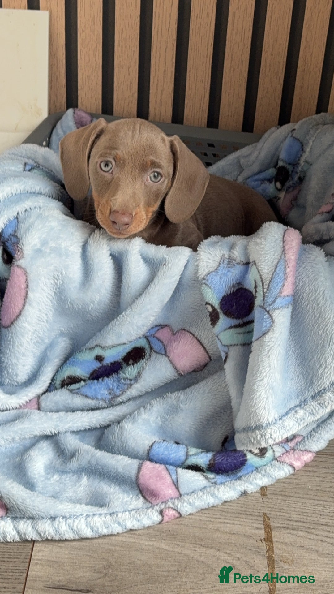 Miniature Dachshund dogs for sale: ISABELLA AND TAN MINIATURE DACHSHUND PUPPIES  - Advert 3
