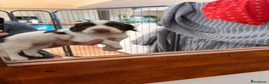 English Springer Spaniel 1
