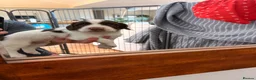 English Springer Spaniel dogs for sale: English springer spaniels liver and white  in Cupar - Advert 9