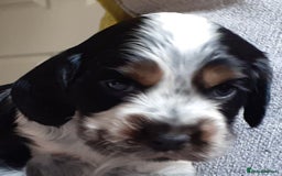 Cocker Spaniel dogs for sale: Adorable KC show cocker spaniels - Advert 18