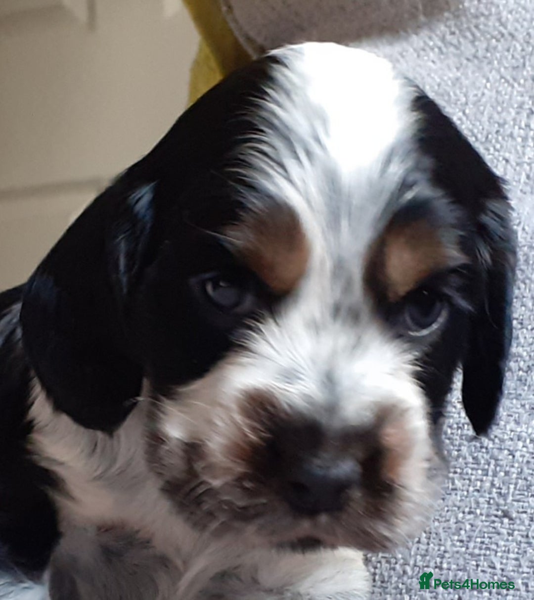 Cocker Spaniel dogs for sale: Adorable KC show cocker spaniels - Advert 18