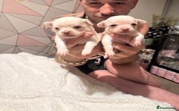 Chihuahua dogs for sale: Double chocolate platinum baby’s  - Image 36
