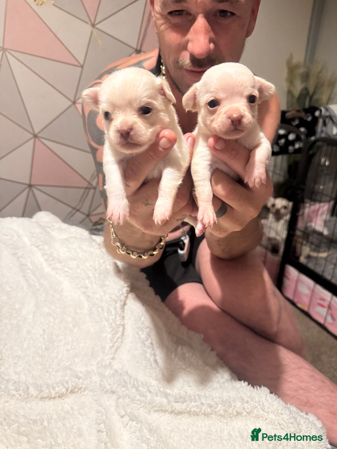 Chihuahua dogs for sale: Double chocolate platinum baby’s  - Image 36