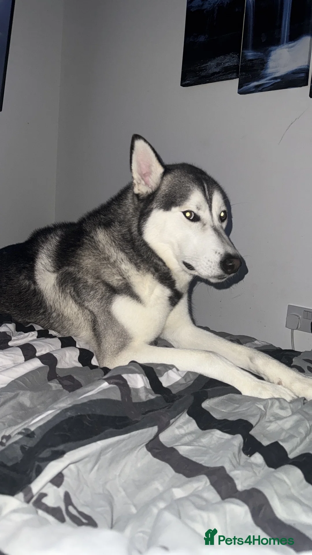 Siberian Husky dogs for sale: Siberian husky  - Advert 2