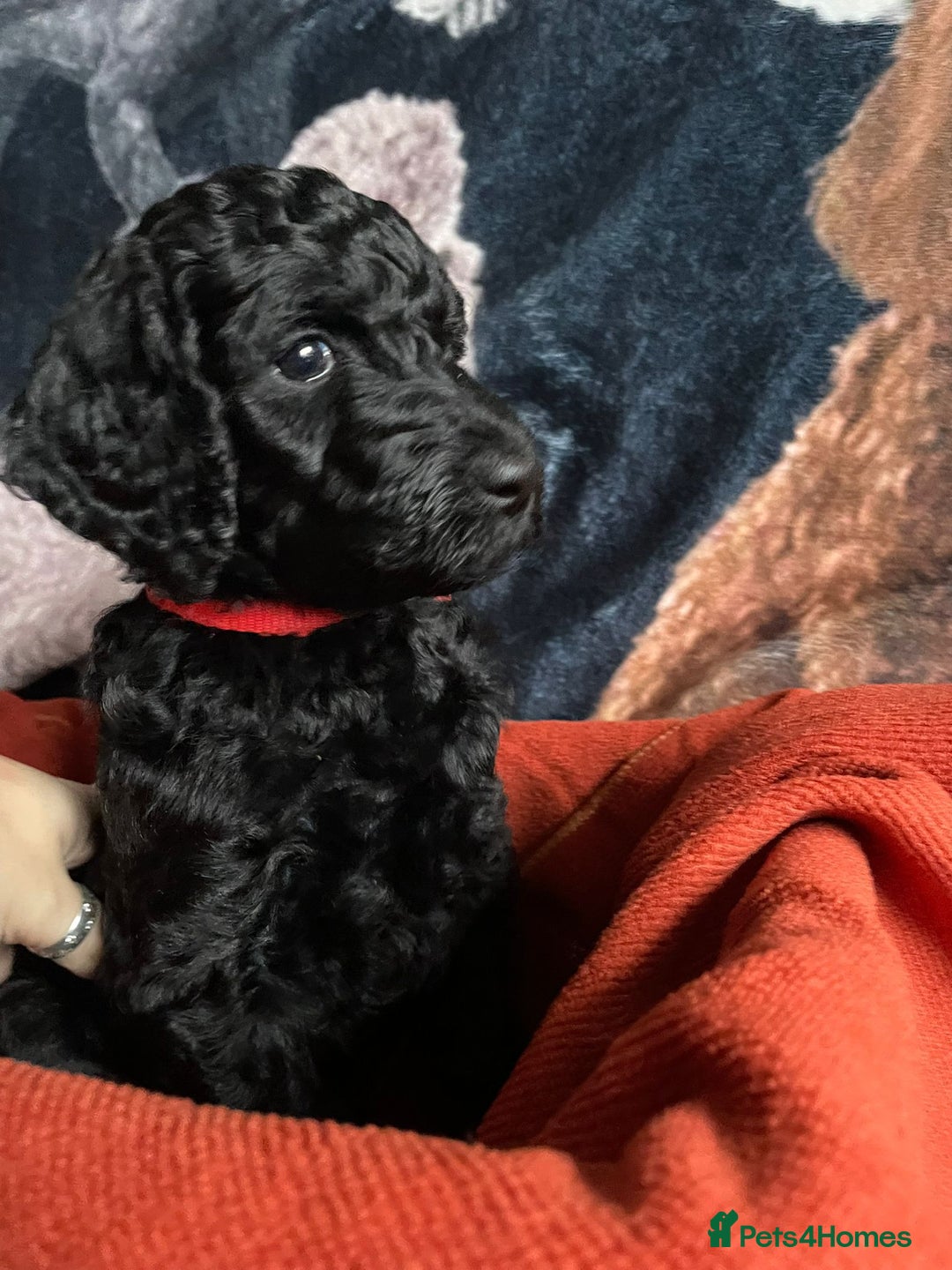 Standard Poodle dogs for sale: Beautiful standard poodle puppies - Advert 7