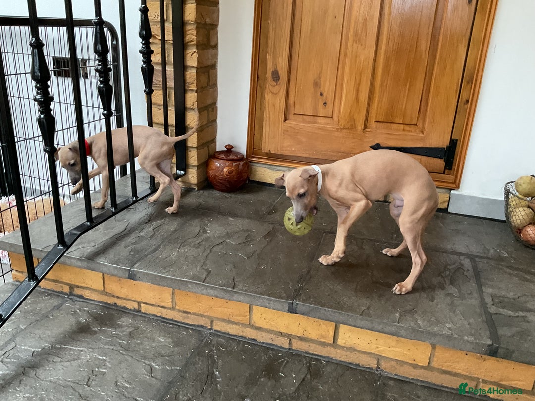 Italian Greyhound dogs for sale:  Beautiful Italian greyhound puppies  - Image 24